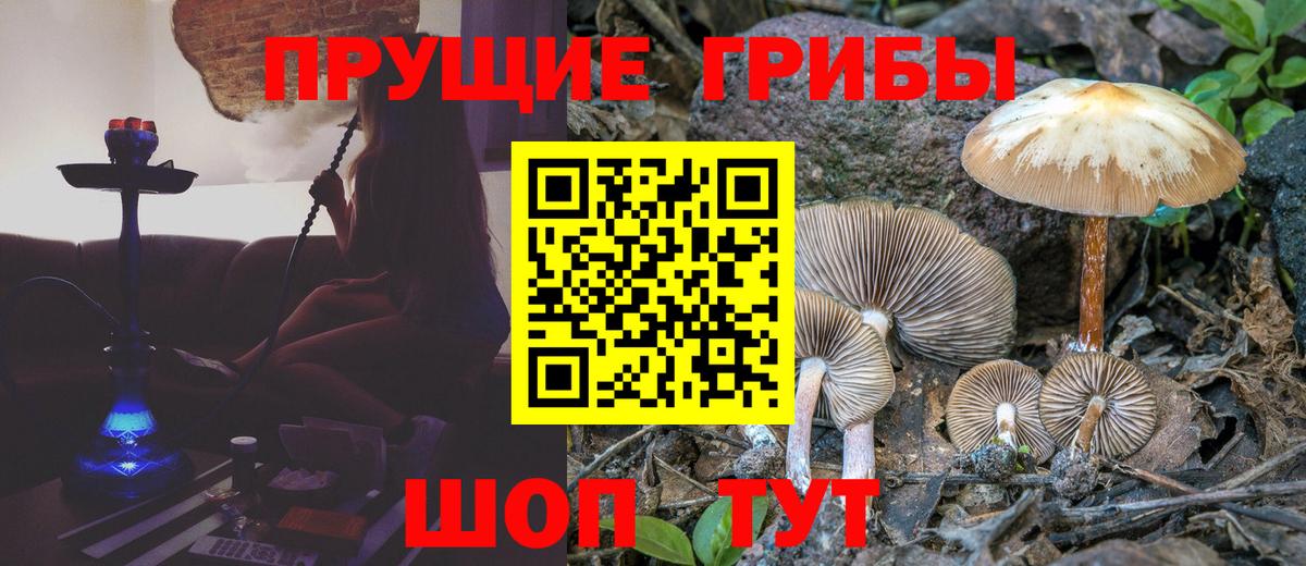 Псилоцибиновые грибы GOLDEN TEACHER Нововоронеж